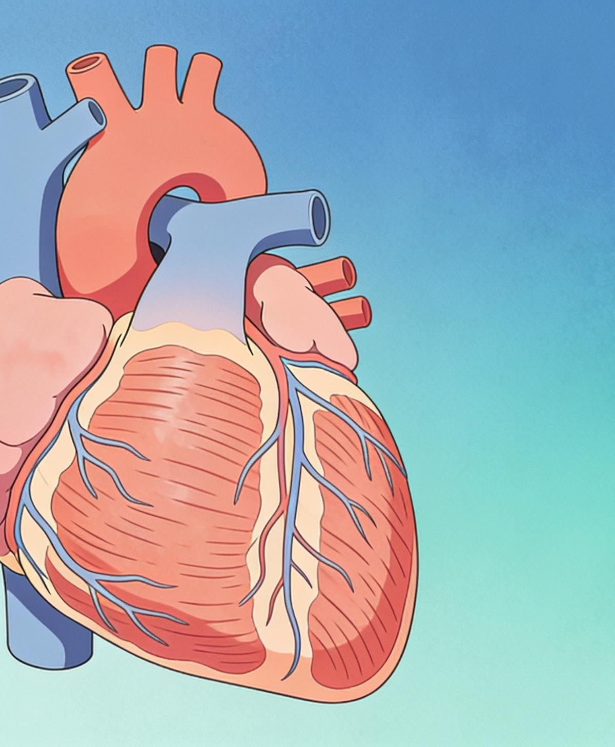 Cardiomiopatia hipertrófica: o que todo médico deve saber (Diretriz SBC, 2024)